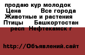 продаю кур молодок. › Цена ­ 320 - Все города Животные и растения » Птицы   . Башкортостан респ.,Нефтекамск г.